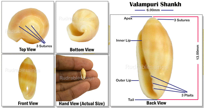 Valampuri Shankh - 2 (Tiny size)