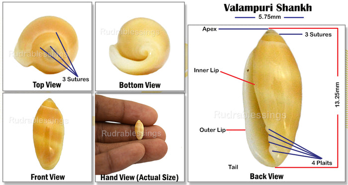 Valampuri Shankh - 3 (Tiny size)