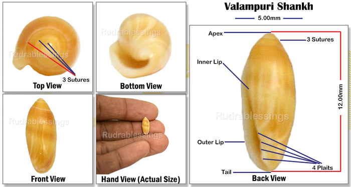 Valampuri Shankh - 5 (Tiny size)