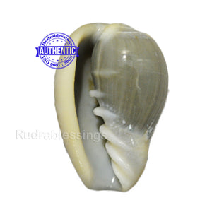 Valampuri Shankh - 7 (small size)