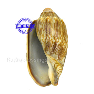 Valampuri Shankh - 8 (small size)