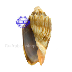 Valampuri Shankh - 9 (small size)