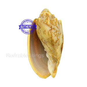 Valampuri Shankh - 10 (small size)