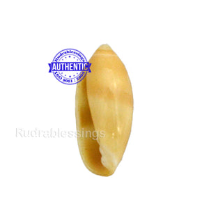 Valampuri Shankh - 1 (Tiny size)