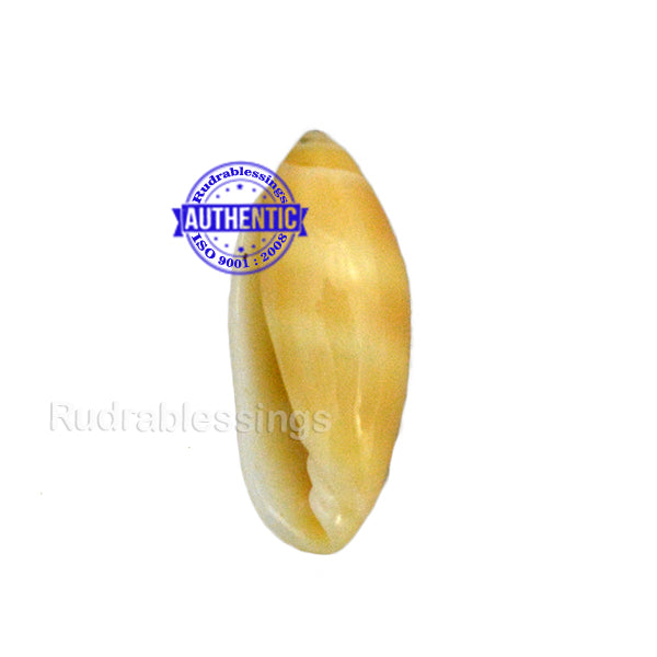 Valampuri Shankh - 3 (Tiny size)
