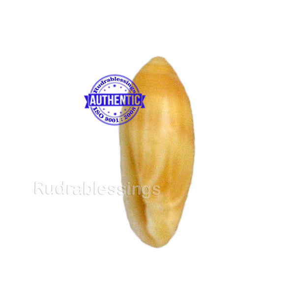 Valampuri Shankh - 5 (Tiny size)