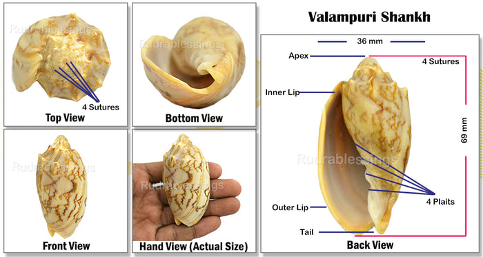 Valampuri Shankh - 10 (small size)