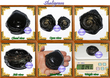 Load image into Gallery viewer, Shaligram - 16
