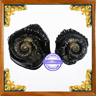 Shaligram - 16