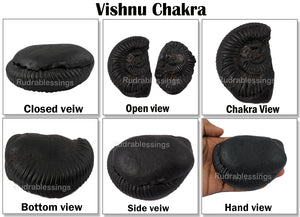 Vishnu Chakra - 20