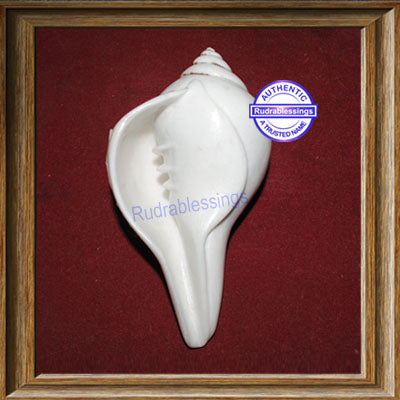 Valampuri Shankh - 185 gms